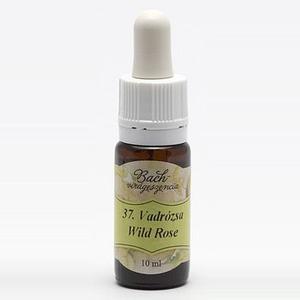 Bach virágterápia, 10 ml - Vadrózsa, az életkedv virága - 37-es